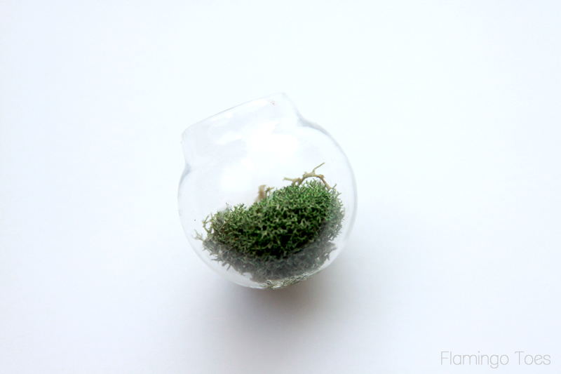 Moss in little globe